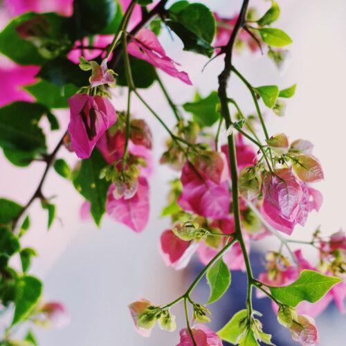 Doaa Fadally DTrNO MiB0k Unsplash 500x500