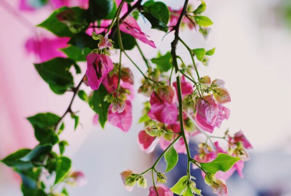 Wake up and smell the roses Doaa Fadally DTrNO MiB0k Unsplash 600x403