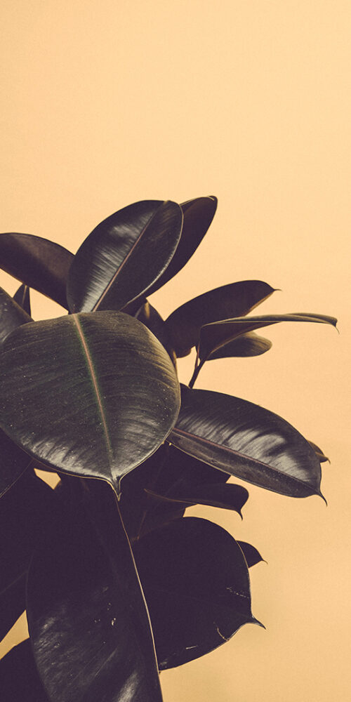 scott webb kpuwtiszfqw unsplash